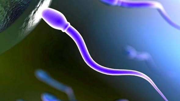 Движение сперматозоидов