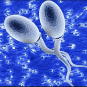 Агглютинация сперматозоидов