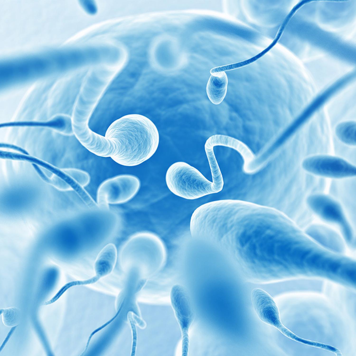 Недостаточная подвижность сперматозоидов