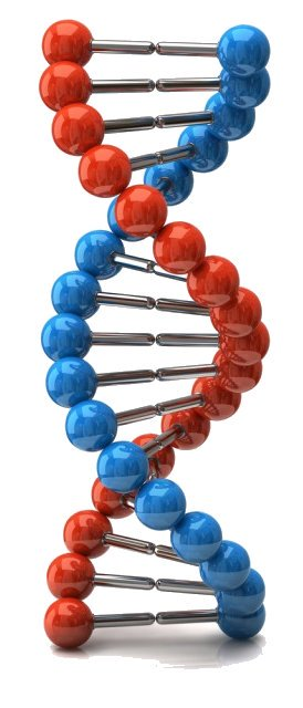 Исследование фрагментации ДНК